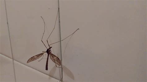 Mosquito Gigante Zancudo Gigante O Típulas Youtube
