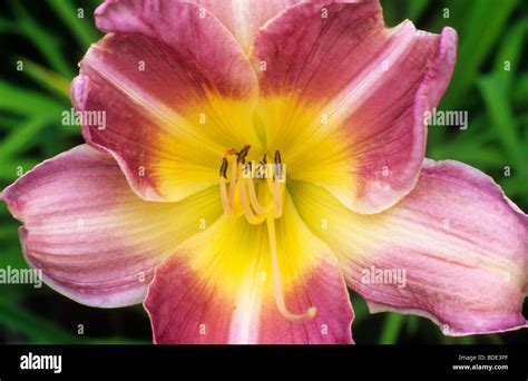 Hemerocallis Catherine Woodbury Pink And Yellow Flower Flowers Day