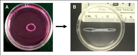 1 Bioengineered Smooth Muscle Tissues A Ring Shaped Bioengineered