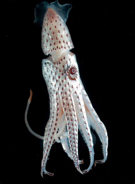 Under The Sea Your Guide To Octopus Squid And Cuttlefish