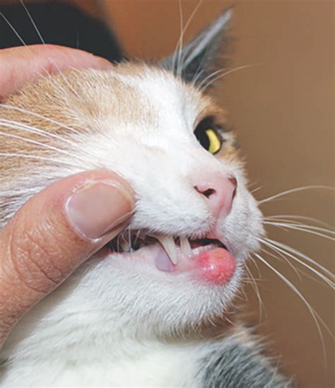 Eosinophilic Granuloma Complex In Cats Catwatch Newsletter