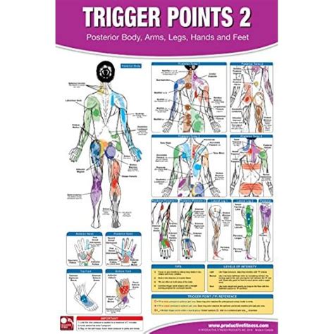 charts and posters industrial and scientific trigger points i and ii laminated chart posters science