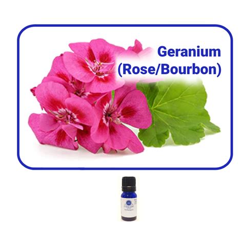 Geranium Rose Bourbon Essential Oil Essentially Grateful