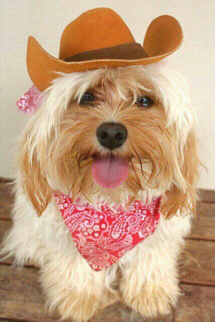 Aw A Cowboy Hat Cute Dogs I Love Dogs Cute Animals