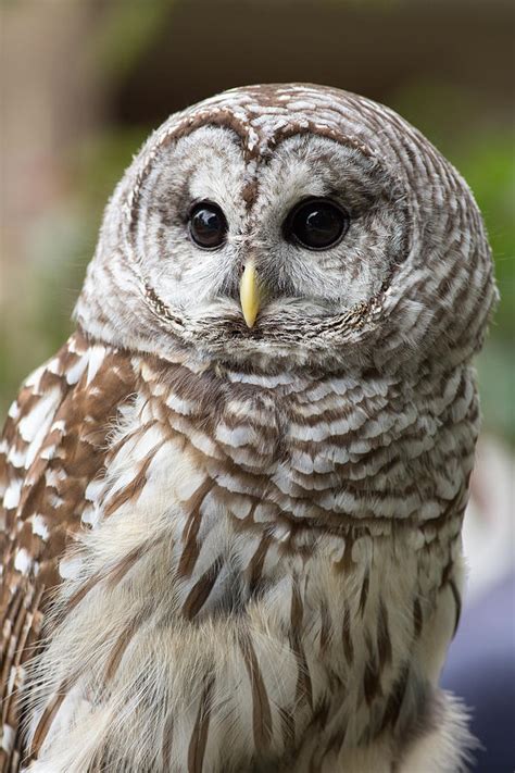 Barred Owl Portrait Photograph By Dale Kincaid Fine Art America