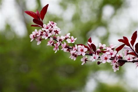 26 Gorgeous Pink Flowering Shrubs For Your Garden • Tasteandcraze