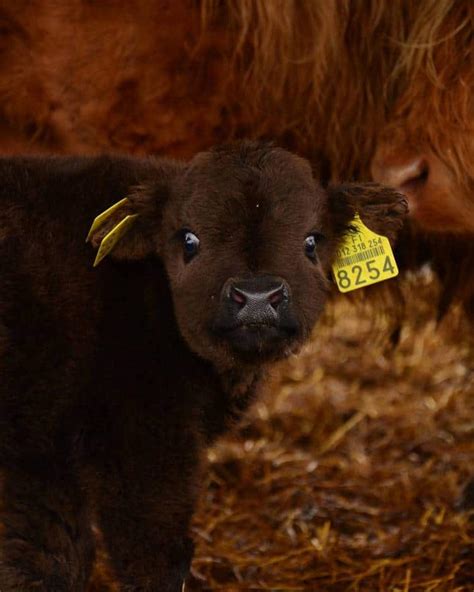25 Adorable Photos Of Fuzzy Highland Cattle Calves