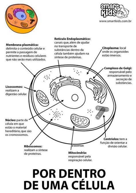 Celula Vegetal Sem Os Nomes Das Organelas Sao Semelhantes As Celulas