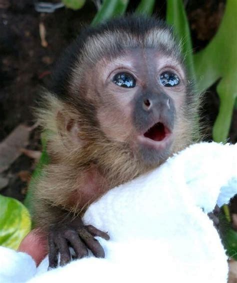 Cute Baby Capuchin Monkeys