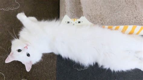 Check spelling or type a new query. ルーとサラ Eternal best friend 猫のスタッドテイル Stud Tail in Cat - YouTube