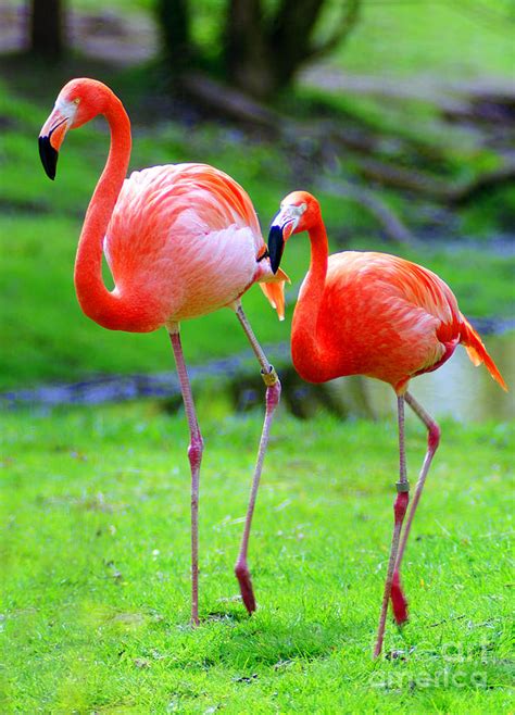 Two Pink Flamingos Photograph By Randy Harris