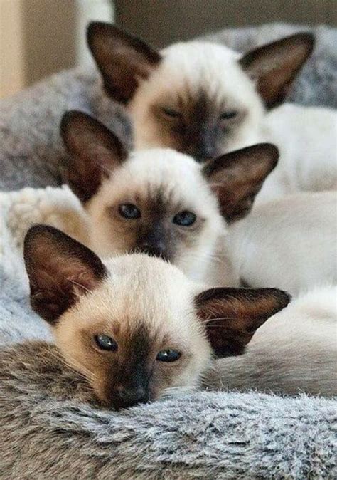 Pin By Gail On Cats Calico And Siamese Cats Siamese Cats Siamese Kittens