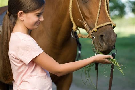 Feeding Your Horse: 8 Important Rules