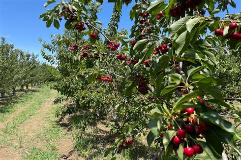 U Pick Organic Cherries In Brentwood Marin Mommies