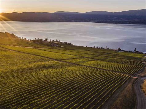 Cedarcreek Estate Winery Wins ‘canadian Winery Of The Year Tota News