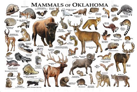Types Of Mammals In Oklahoma Nature Blog Network