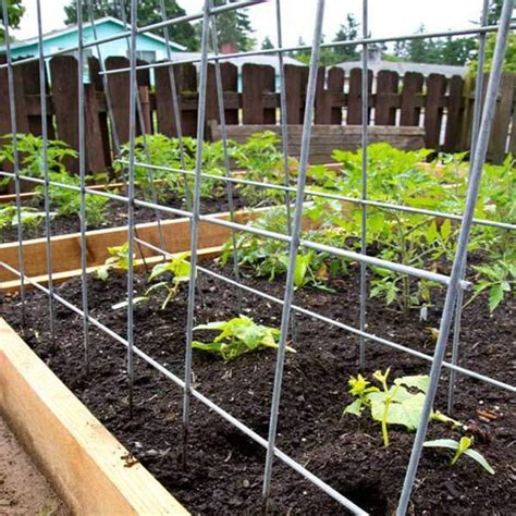 Cucumber Trellis Keep Cucumber And Zucchini Vines Off The Ground