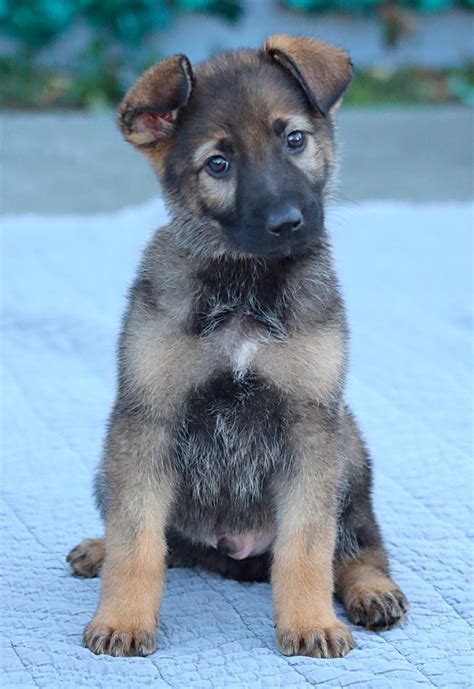8 Week Old German Shepherd Loyal Energetic Active Canine Partner