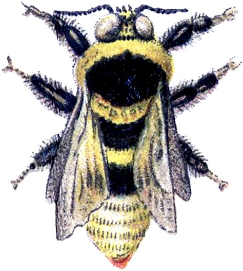 Wonderful Vintage Bumblebee Image The Graphics Fairy