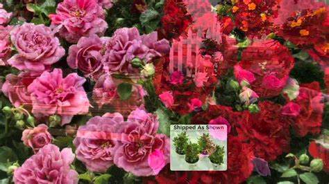 Cottage Farms 4 Piece Freedom Hedge Rose Collection On Qvc Youtube