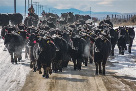 20 Photos Of A Winter Cattle Drive Todd Klassy Photography