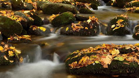 Green Covered Rocks Between River With Dry Leaves Fall Down 4k Hd