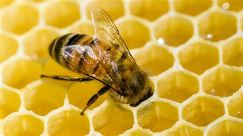 Do Bees Know Nothing The New York Times