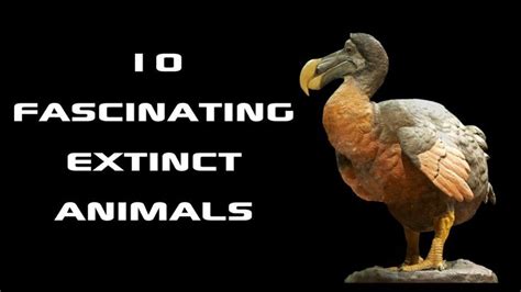 10 Fascinating Extinct Animals Creature Countdown Freeschool Extinct