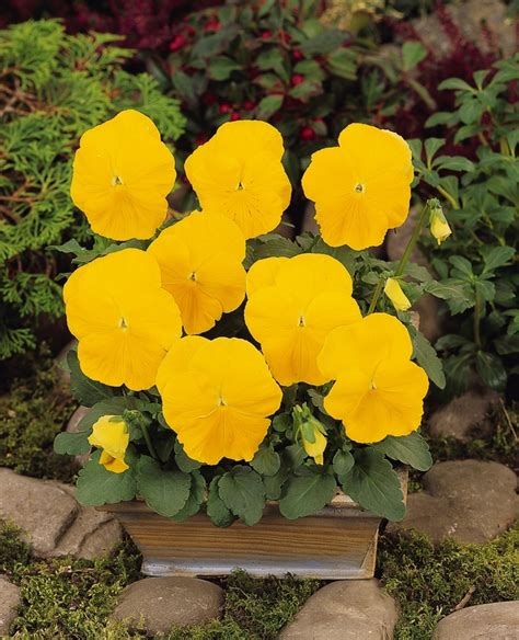 Viola X Wittrockiana Matrix Yellow Improved Pansy From Garden Center