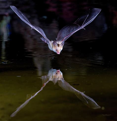 Flying Bat With Reflection Photograph By Judi Dressler Fine Art America