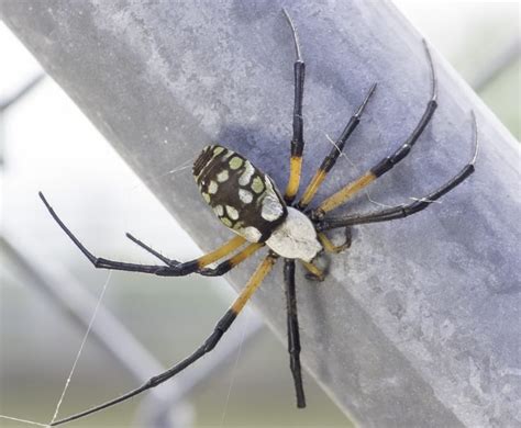 Check spelling or type a new query. Female Argiope aurantia (Black and Yellow Garden Spider) in houston, Texas United States
