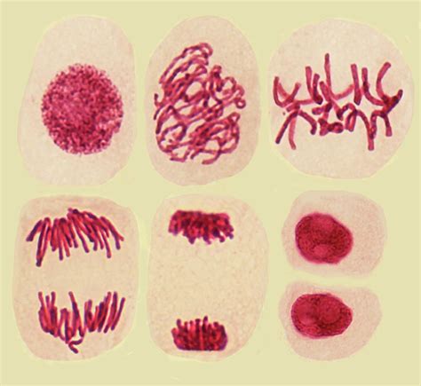 Mitosis is the normal type of cell division. Plant Cell Mitosis Photograph by Steve Gschmeissner