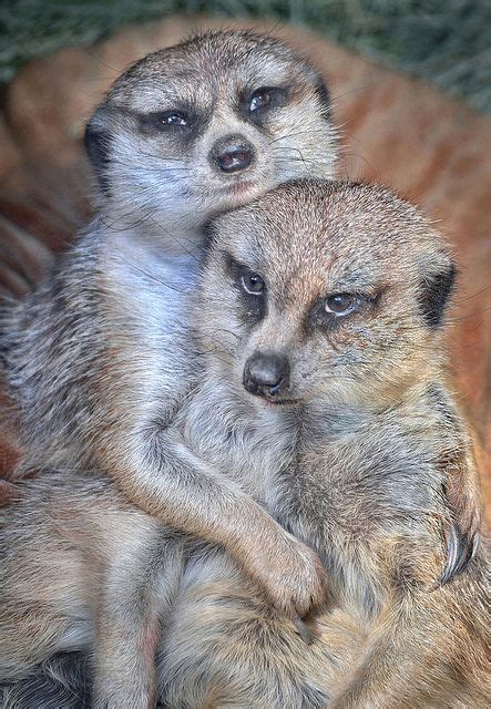 Meerkat Love Be My Valentine Pinterest