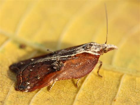 Acleris Clicnat Picardie Nature