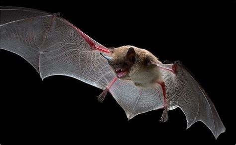 20 Interesting Bat Facts
