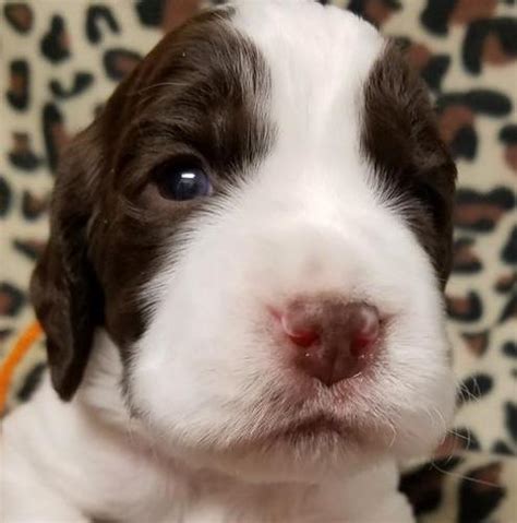 Find the best hunting dog puppies for sale from the top gun dog breeders. English Springer Spaniel Puppy for Sale - Adoption, Rescue for Sale in Pella, Iowa Classified ...