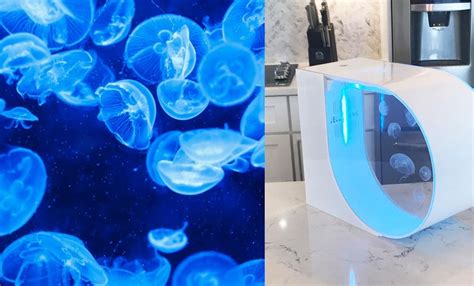 Maybe you would like to learn more about one of these? Move Over Bettas, Jellyfish Are the New Hassle-Free Kids' Pet | Jellyfish aquarium, Jellyfish ...
