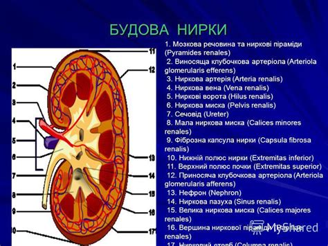 Renalis — inkstinis statusas t sritis gyvūnų anatomija, gyvūnų morfologija atitikmenys: Презентация на тему: "БУДОВА ВИДІЛЬНОЇ СИСТЕМИ БУДОВА ...