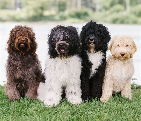 Barbet French Water Dog Various Colors Dog Breeds Dogs Akc Breeds