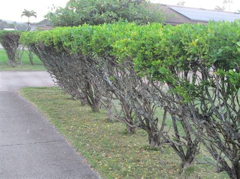 Murrayas are famous for their glossy dark green leaves and perfumed white flowers. Garden Notes from Hawaii: HAWAII MOCK ORANGE (Murraya ...