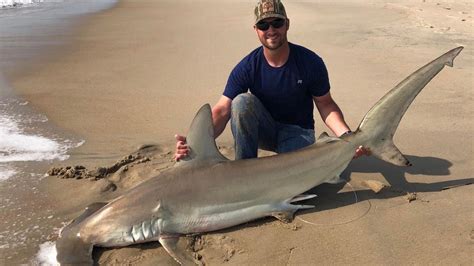 Hammerhead Shark Caught At Nc Coast