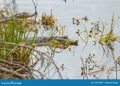Alligator In The Water At Huntington Beach State Park Stock Image