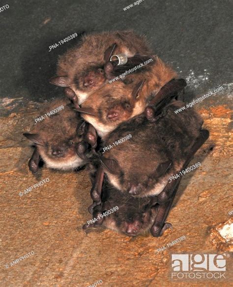 Pond Bat Myotis Dasycneme Stock Photo Picture And Rights Managed