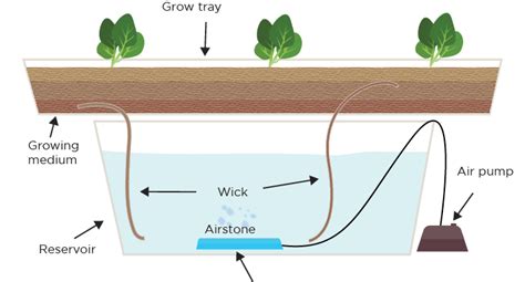 Hydroponic Wick Systems The Training Wheels Of The Hydroponic World
