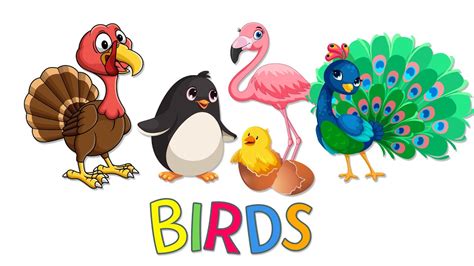 Birds For Children Animal Learning For Kids Educational Video For