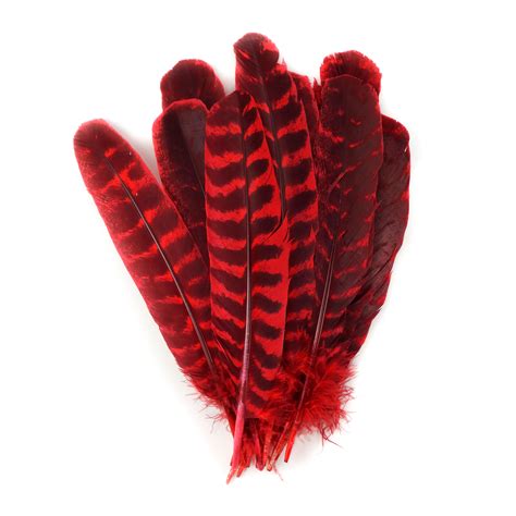 Wild Turkey Feathers Natural Barred Quills 8 12” Dyed Hot Red For
