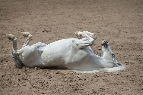Hd Wallpaper White Horse On Sand Head Animal Portrait Beautiful
