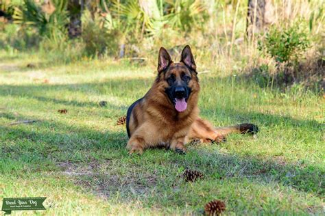 Stud Dog German Shepherd Stud Breed Your Dog