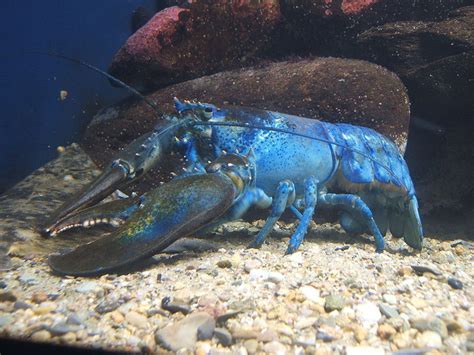 Rare Blue Lobster Caught Off Canadian Coast