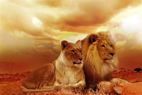 Lion Symbolism And Meaning And The Lion Spirit Animal Uniguide